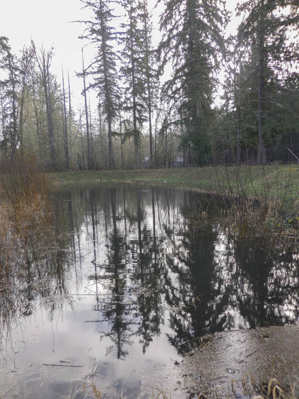 pond behind condo Sammamish