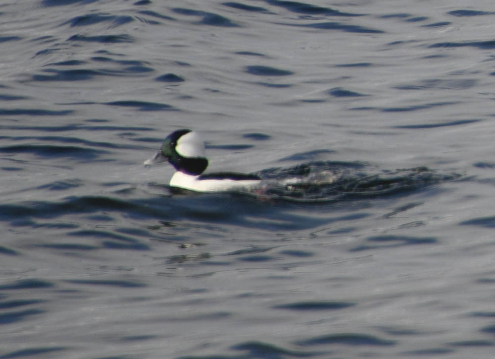 buffleheads lake washington kirkland