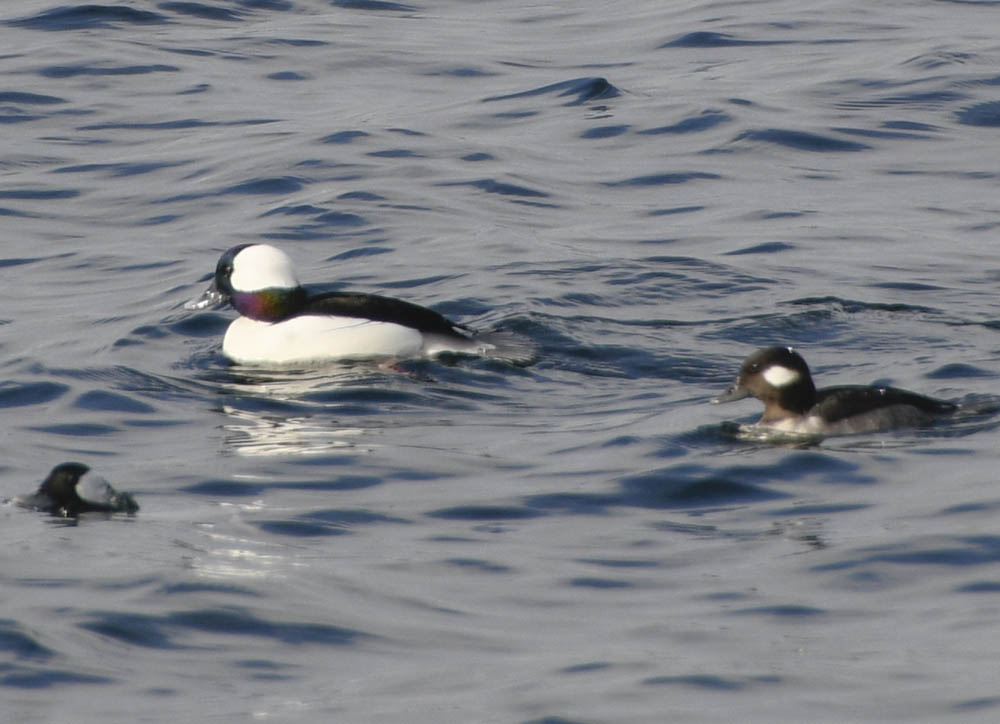 buffleheads lake washington kirkland