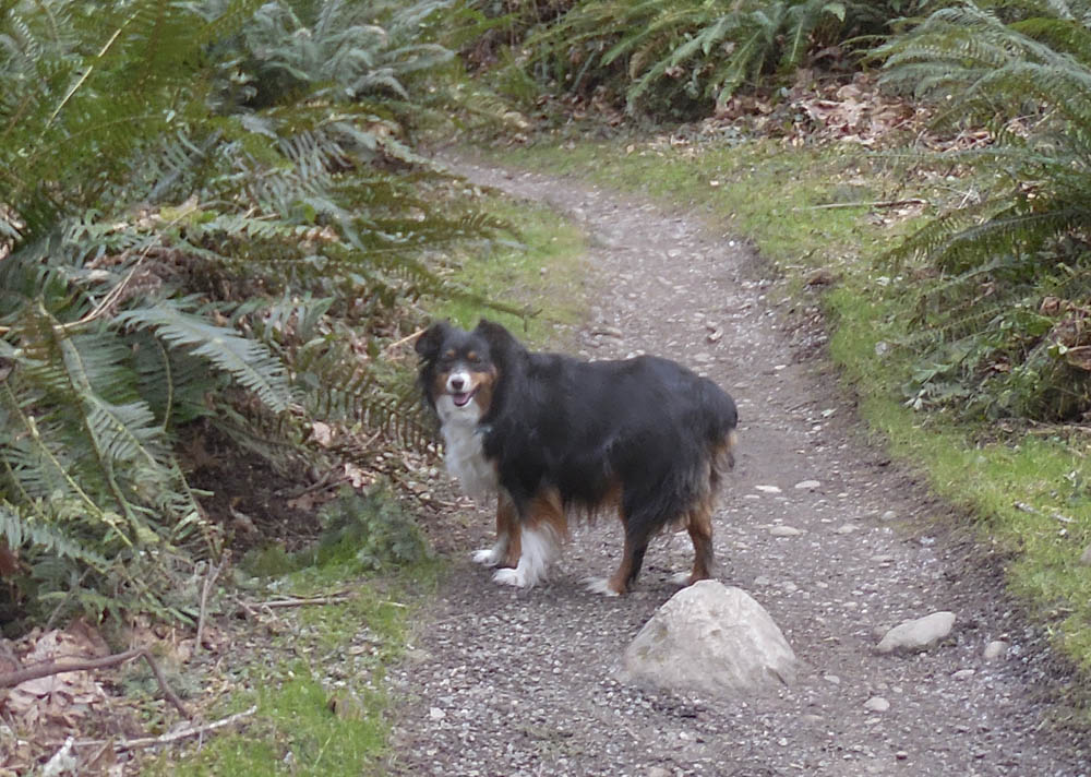 brooks soaring eagle