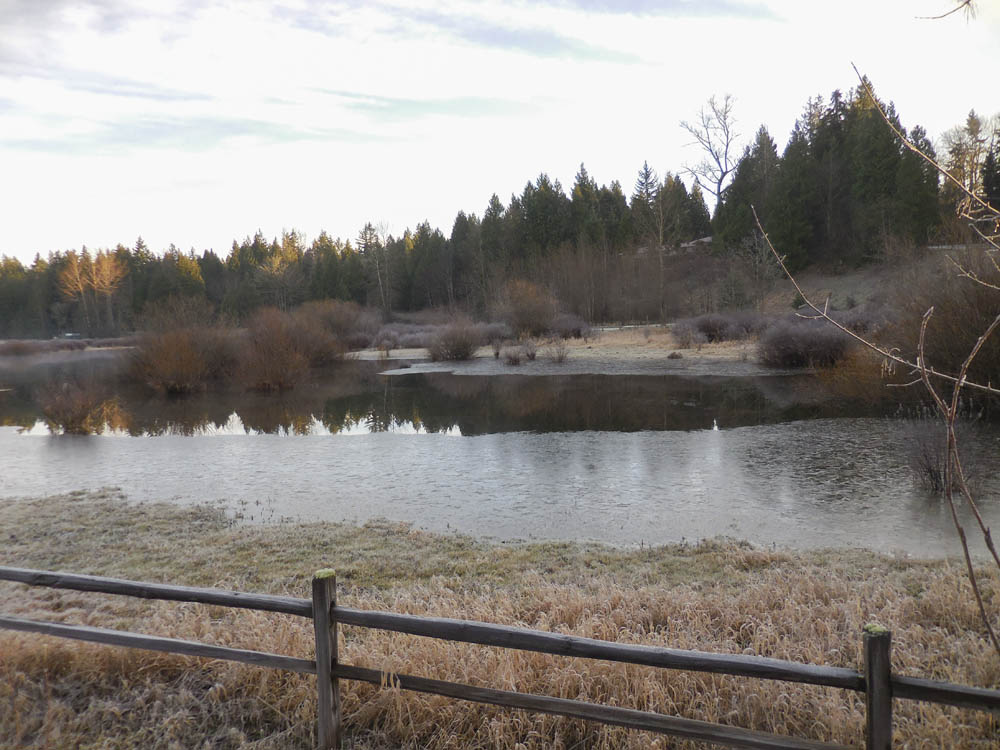 residential wetland sammamish