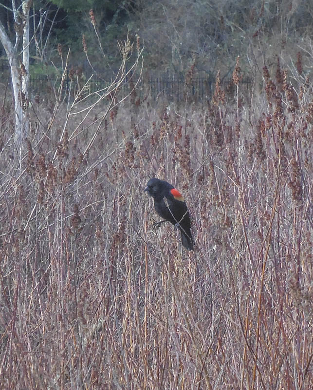 red wing blackbird sammamish