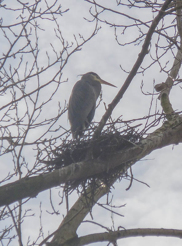nesting heron marymoor park