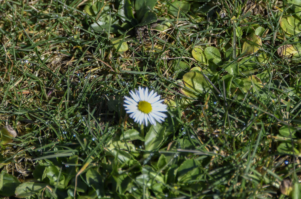 lawn daisy