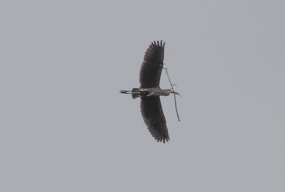 nesting heron marymoor