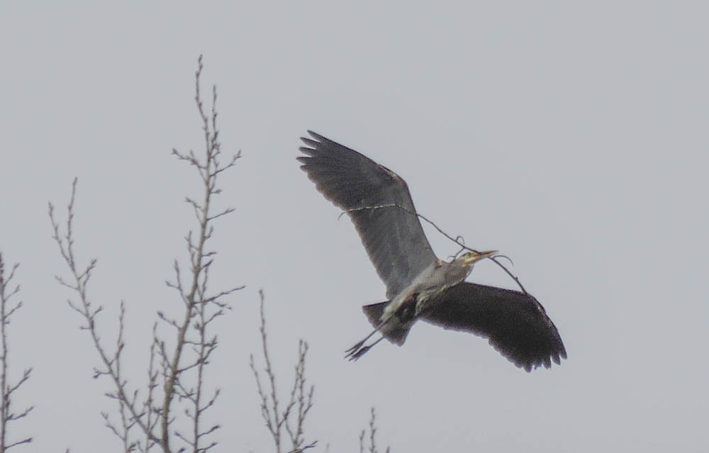 nesting heron marymoor