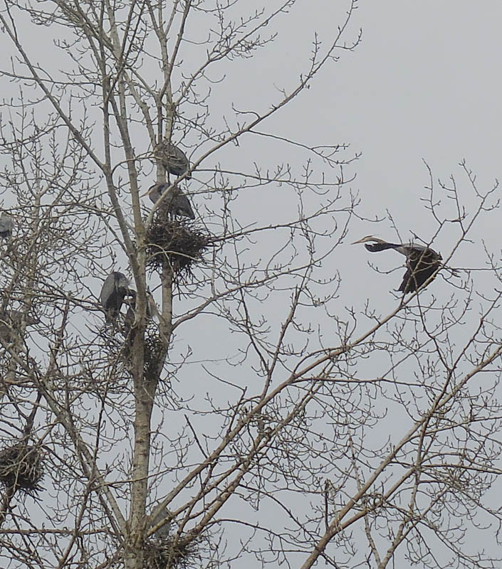 nesting herons marymoor