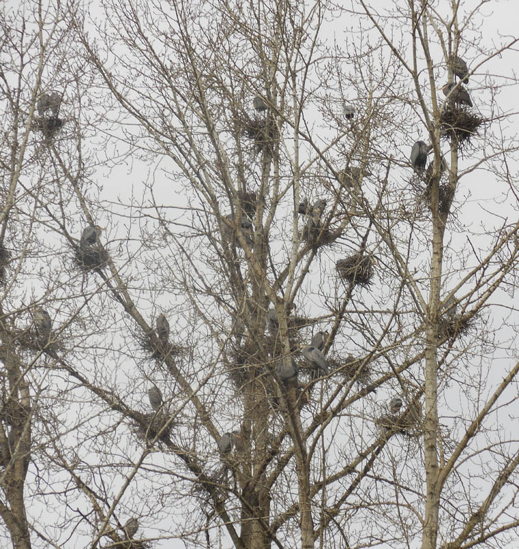 nesting herons marymoor