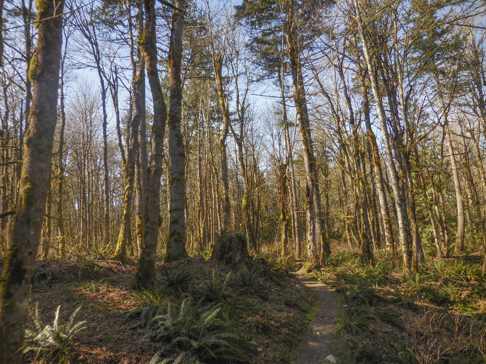 old logging stumps soaring eagle