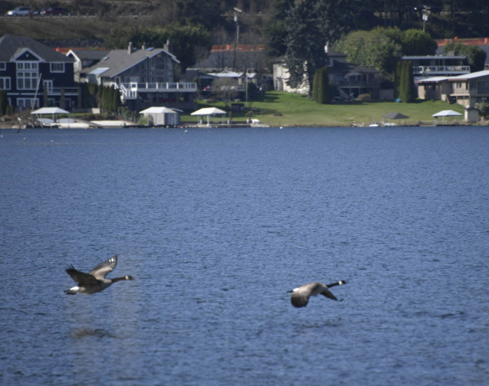 geese lake sammamish