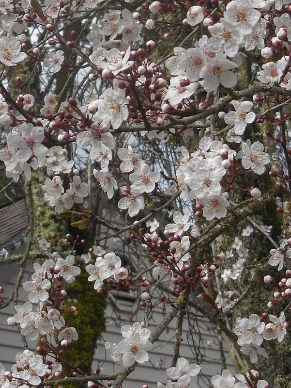 blossoms sammamish