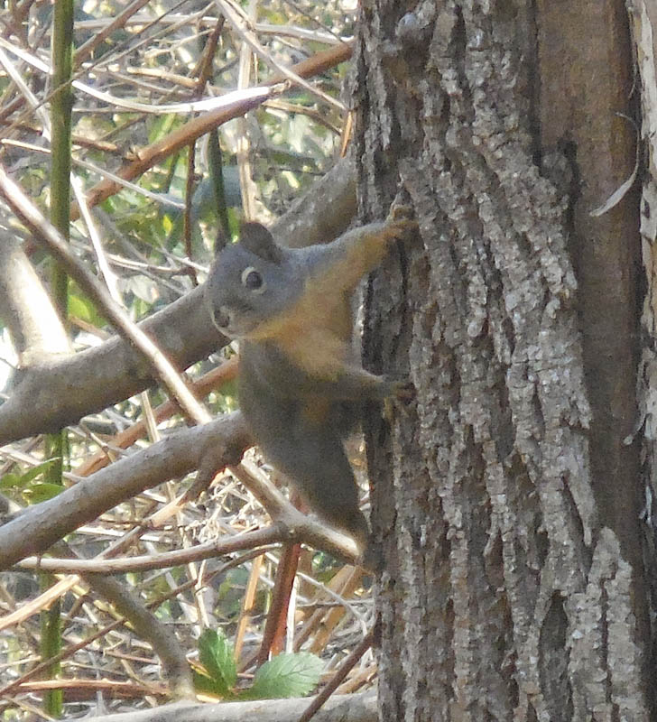 sqirrel east lake sammamish trail