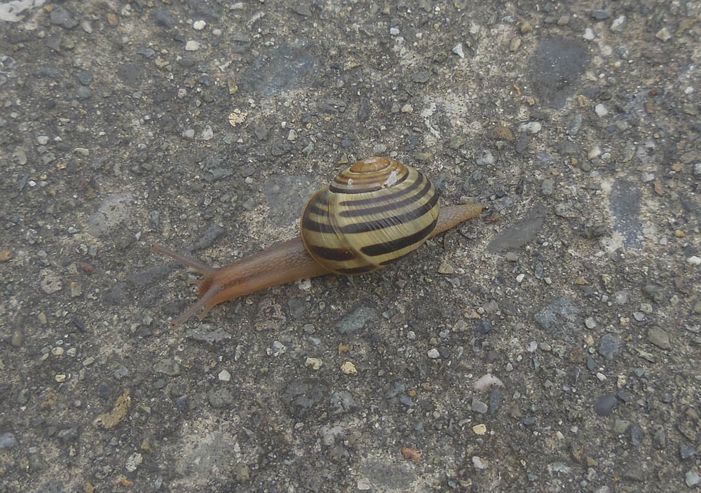 sidewalk snail sammamish hurry!
