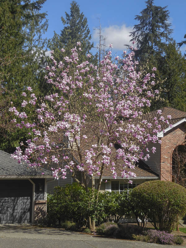 magnolia sammamish