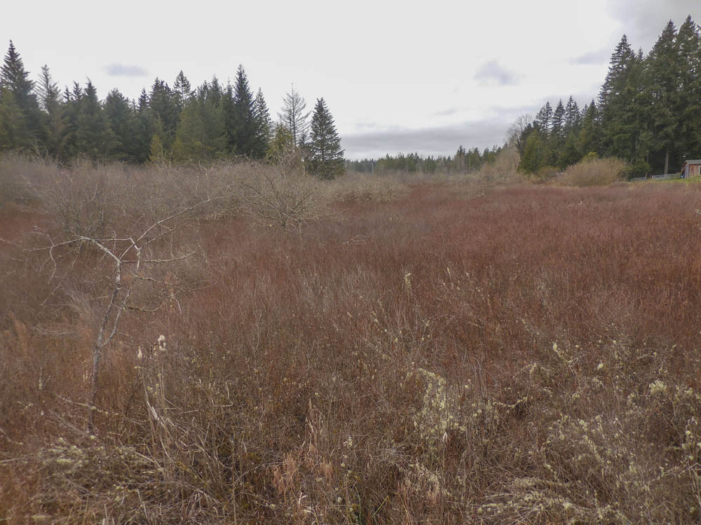 sammamish wetland april