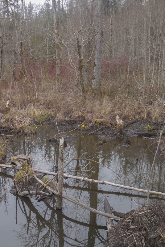 skunk cabbage sammamish urban wetland