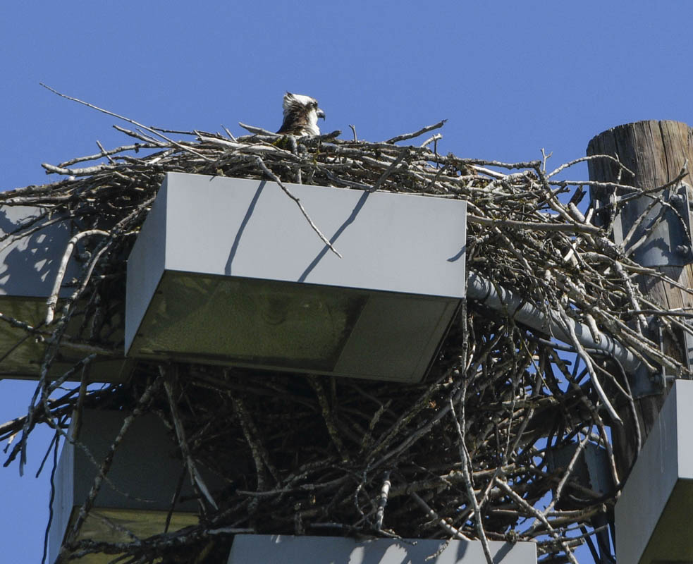 osprey nest marymoor
