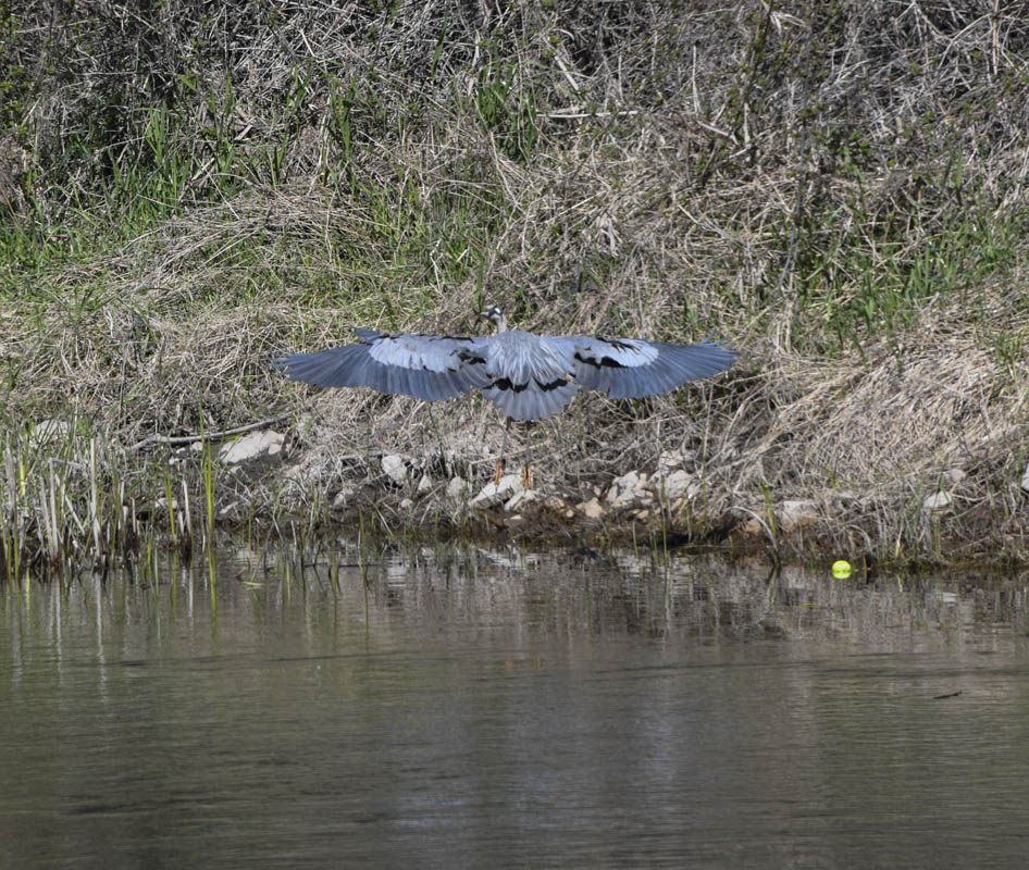 blue heron sammamish river