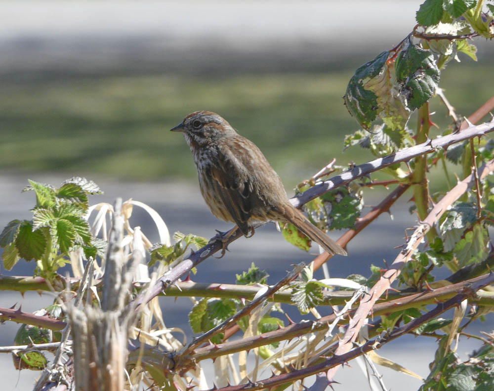 sparrow lake sammamish