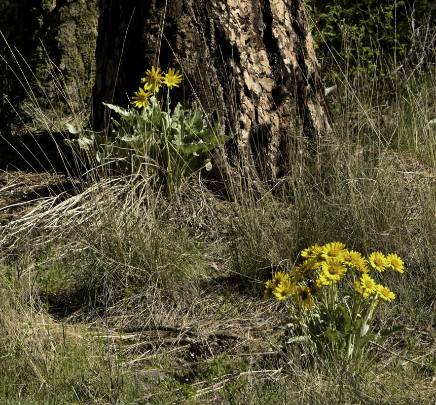 pine and balsamroot