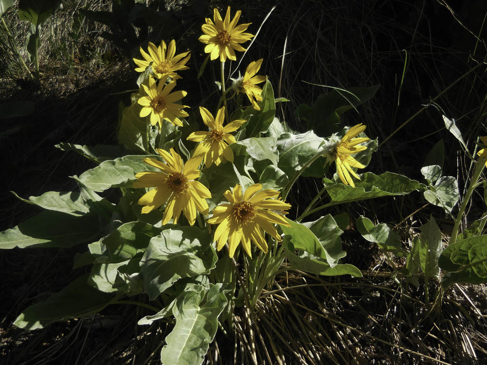balsamroot