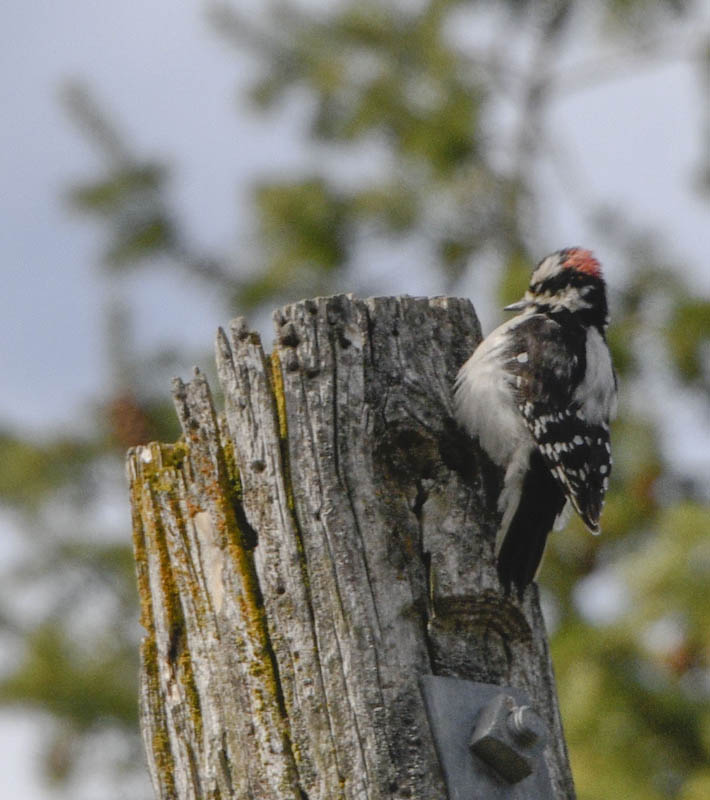 downey woodpecker