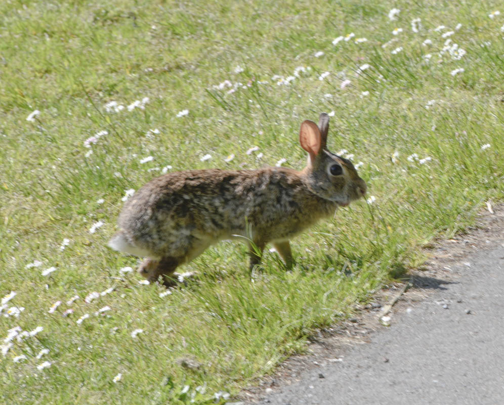 rabbit lake sammamish park