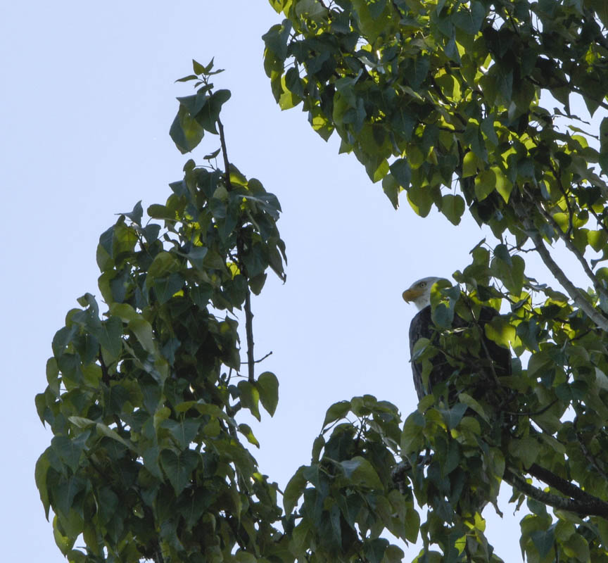 bald eagle lake sammamish park