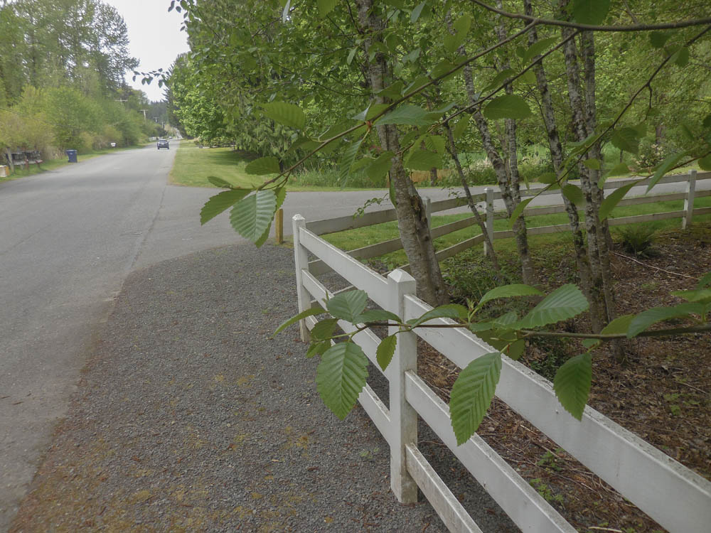 alder ne 8th sammamish