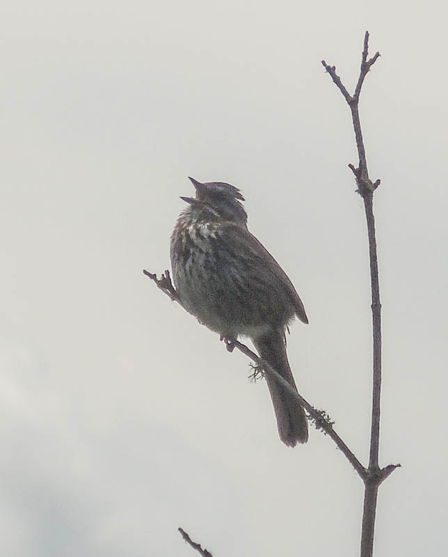 song sparrow