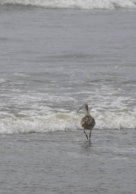 whimbrel seabrook 2021