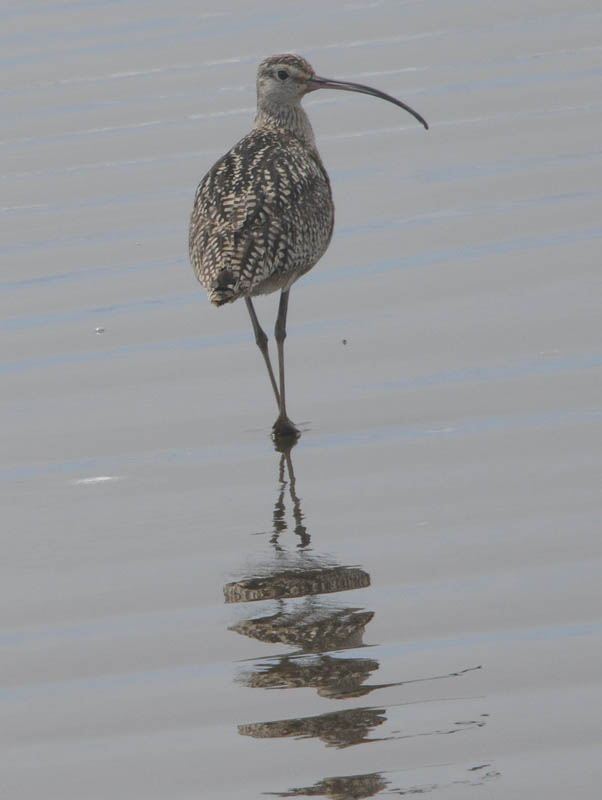 whimbrel seabrook 2021