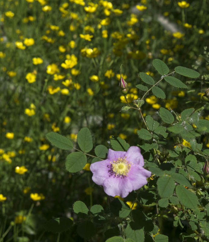 rose lake sammamish park