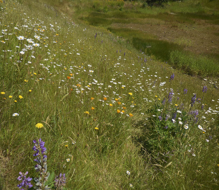 sammamish storm pond
