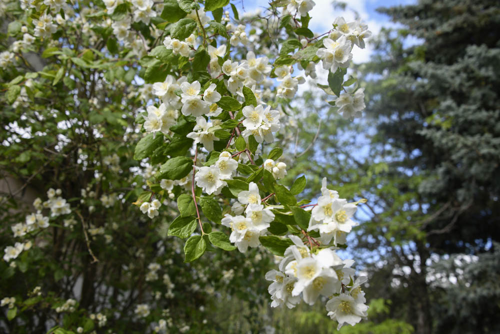 mock orange