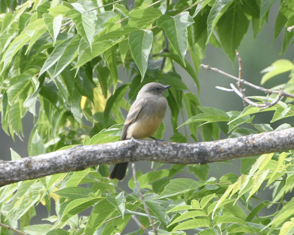 say's phoebe addy