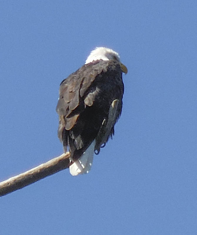 bald eagle lake sammamish park