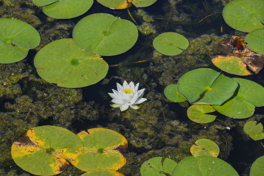 fragrant water lilly lake washington