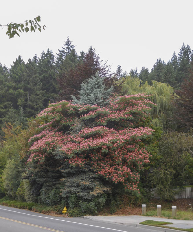 sammamish tree