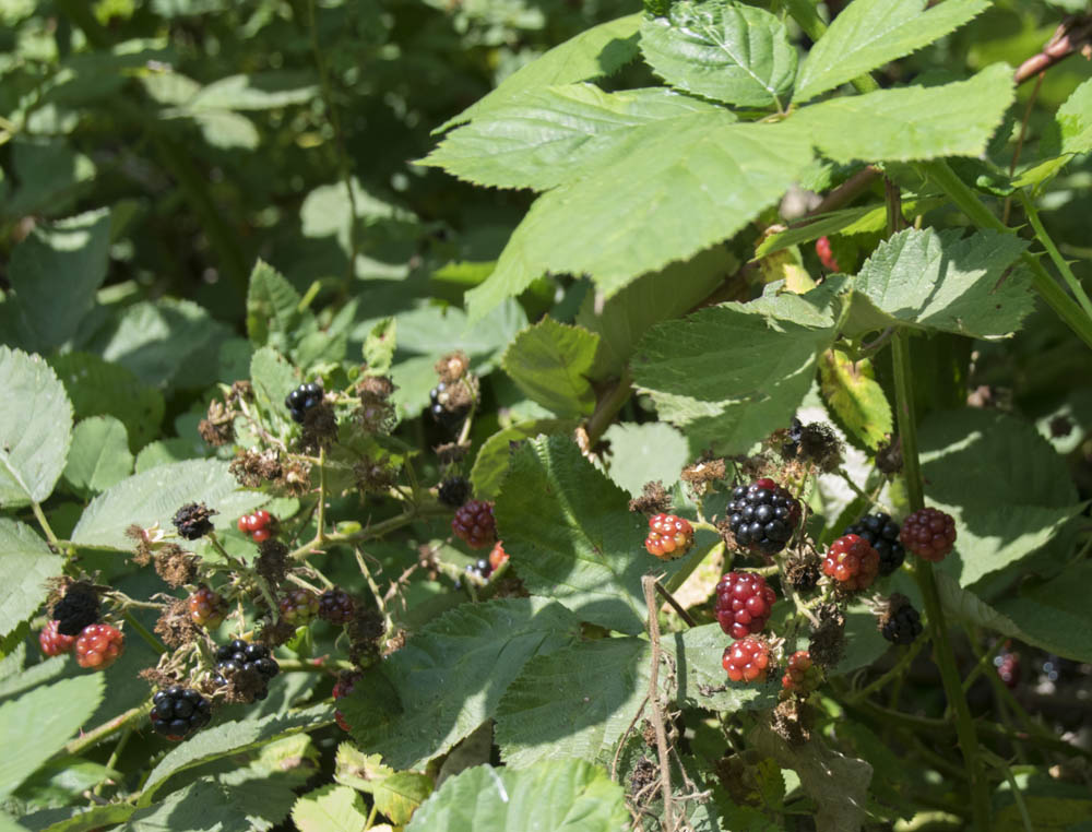 blackberries