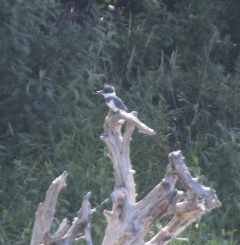 kingfisher lake sammamish