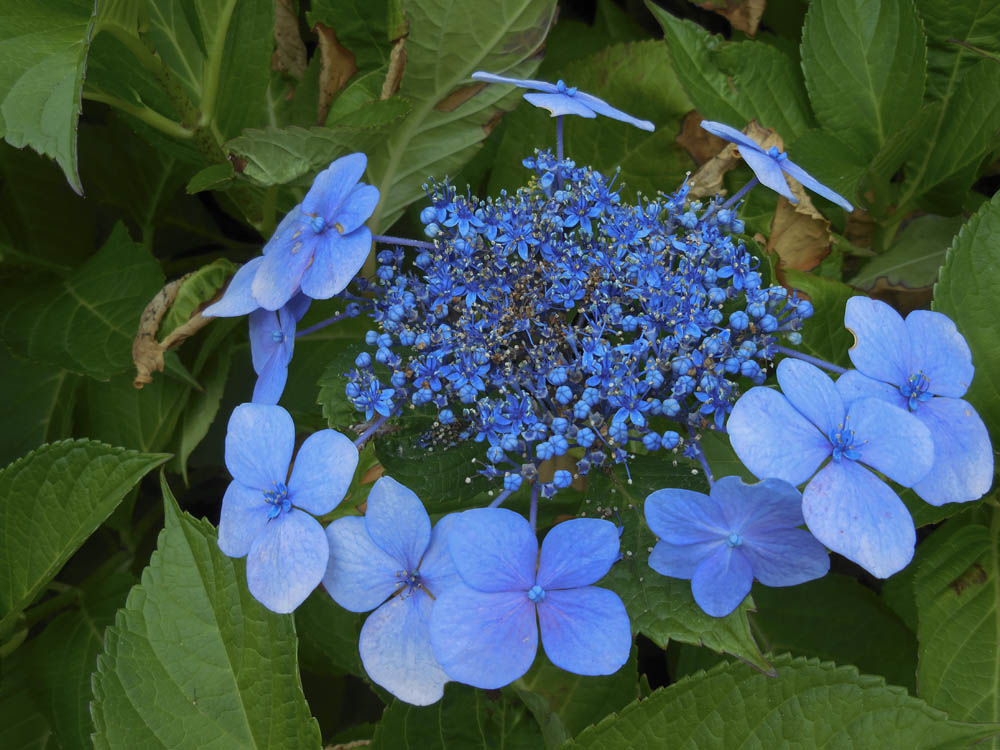 hydrangea sammamsh