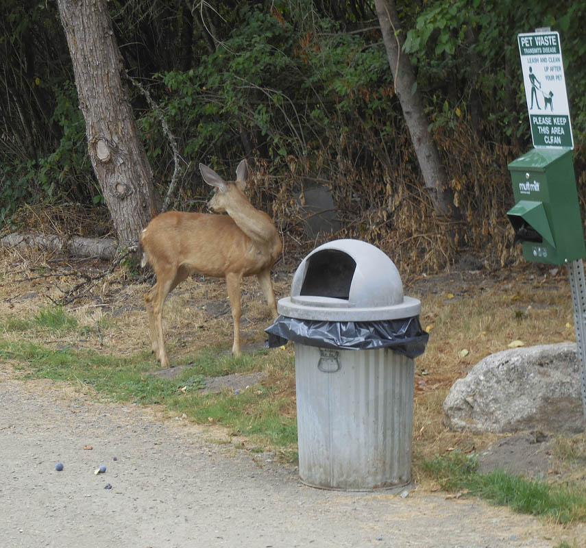 urban deer sammamish