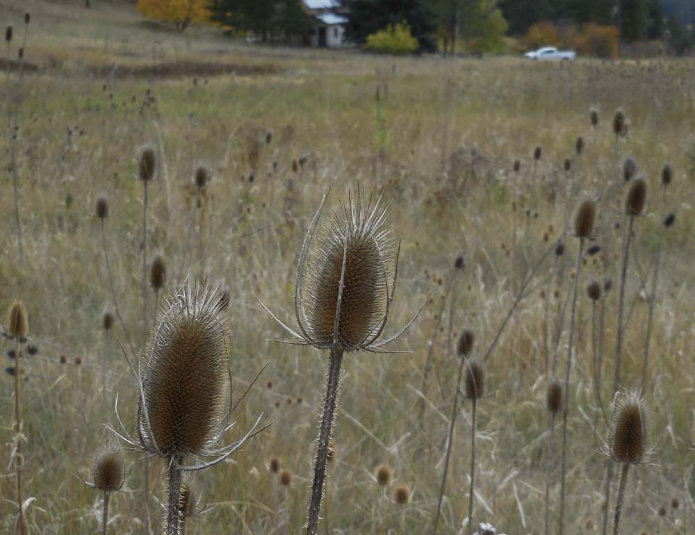 teasel