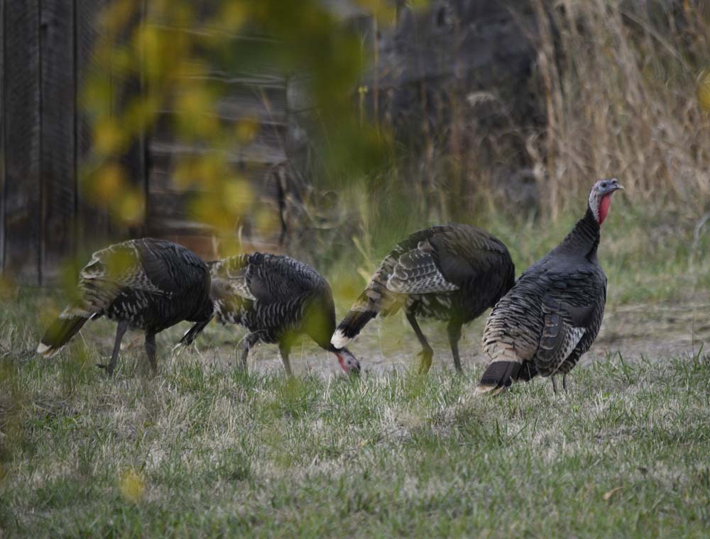 turkeys at addy
