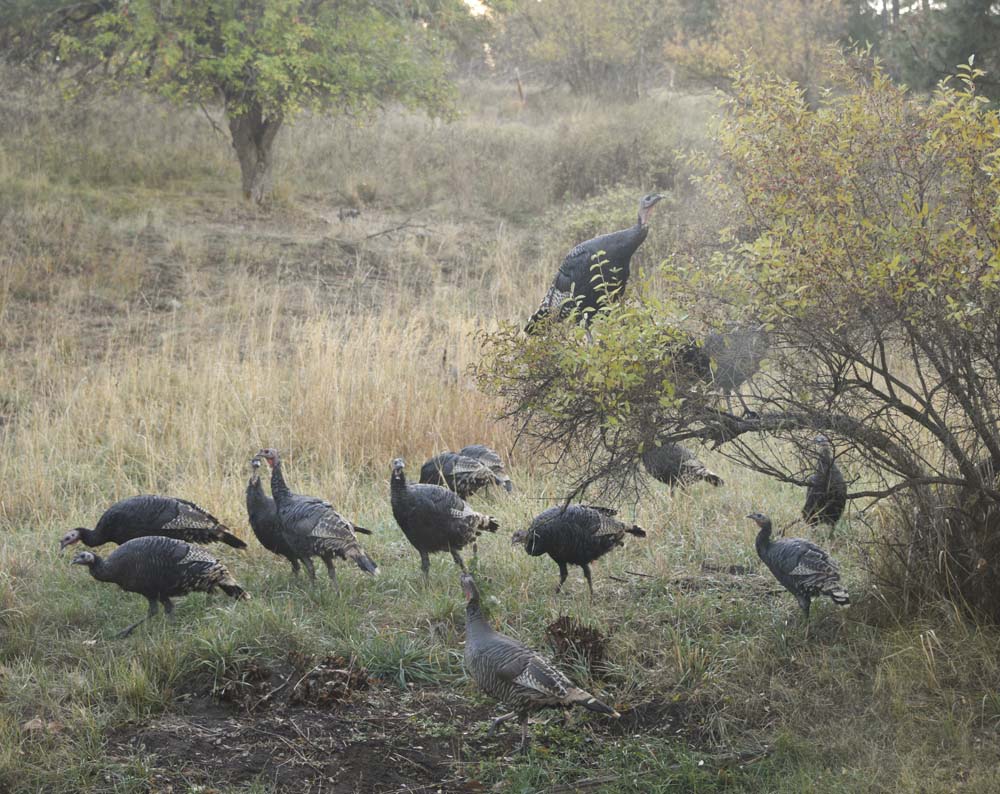 turkeys at addy