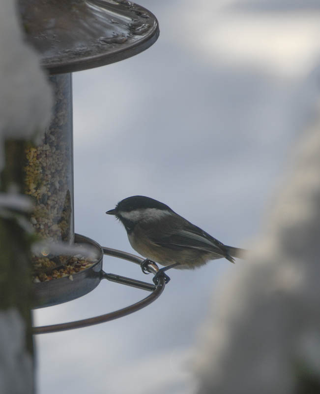 chickadee
