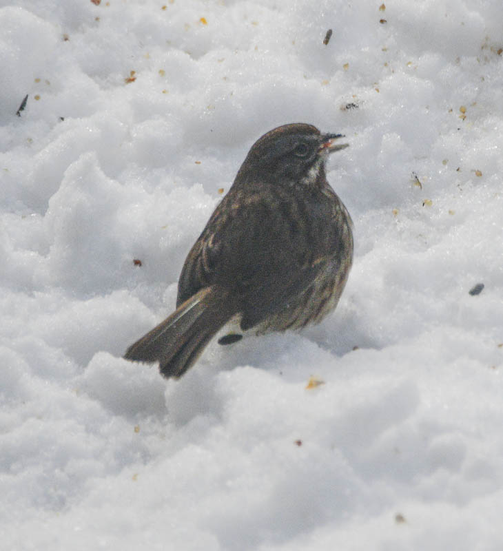 sparrow sammamish