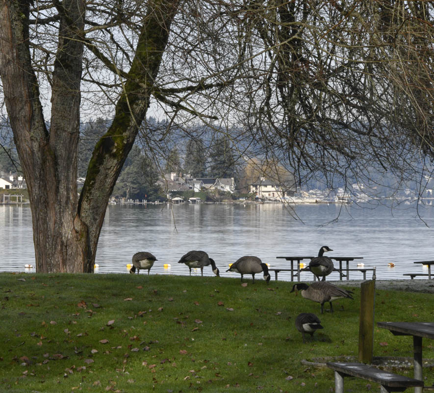 geese lake sammamish park