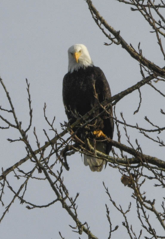 bald eagle lake sammamish park